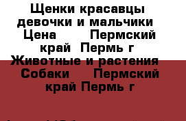 Щенки красавцы, девочки и мальчики › Цена ­ 1 - Пермский край, Пермь г. Животные и растения » Собаки   . Пермский край,Пермь г.